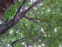 Foliage Photos