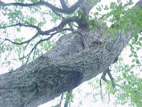 Tree Trip Photos