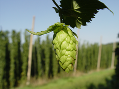 Hop cone Hop cone