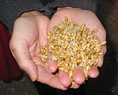 Malted barley